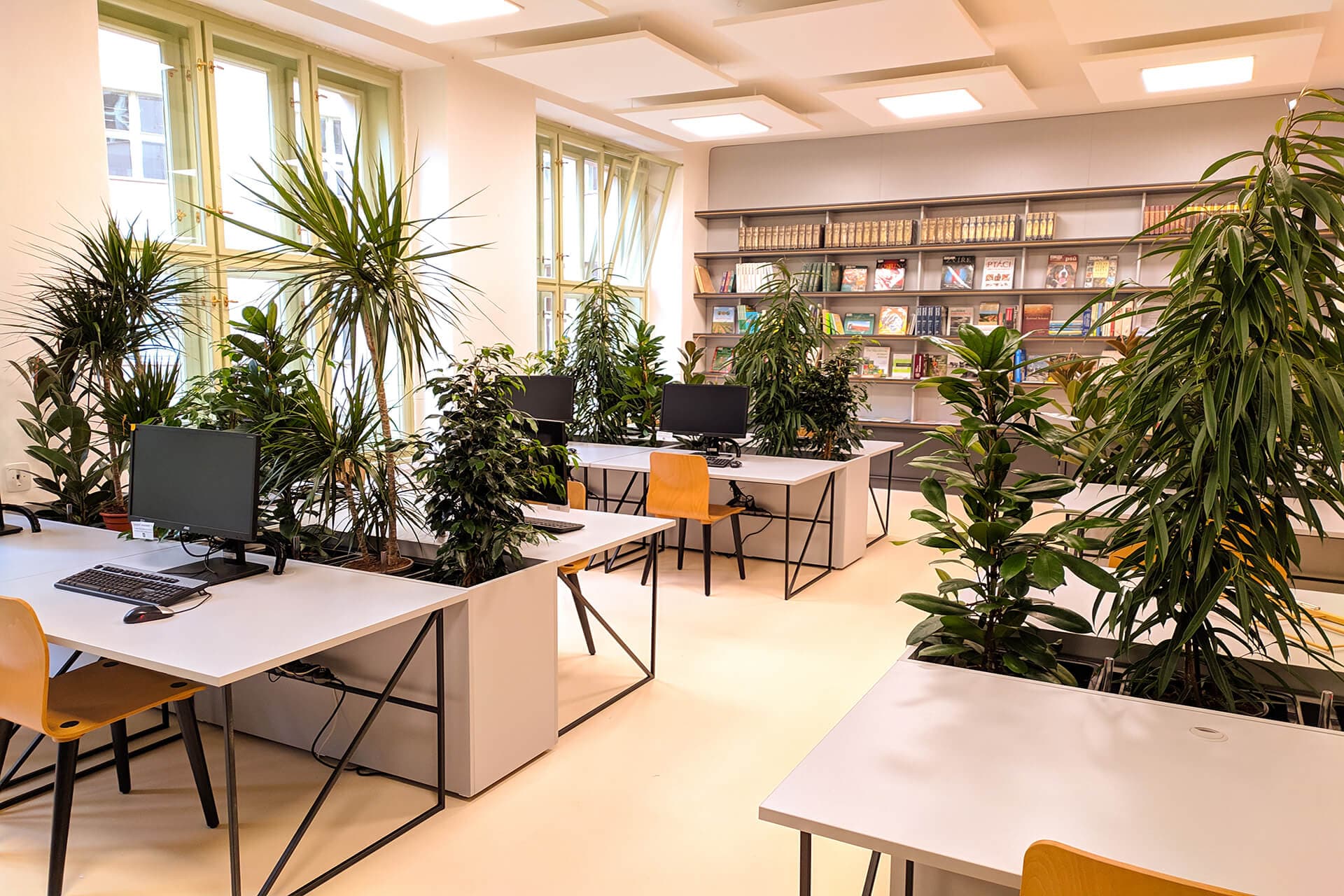 knihovna-antonina-svehly